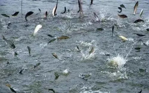 浙江省淡水水产研究所疫情防控期间技术指导手册（六） 大宗淡水鱼类养殖技术