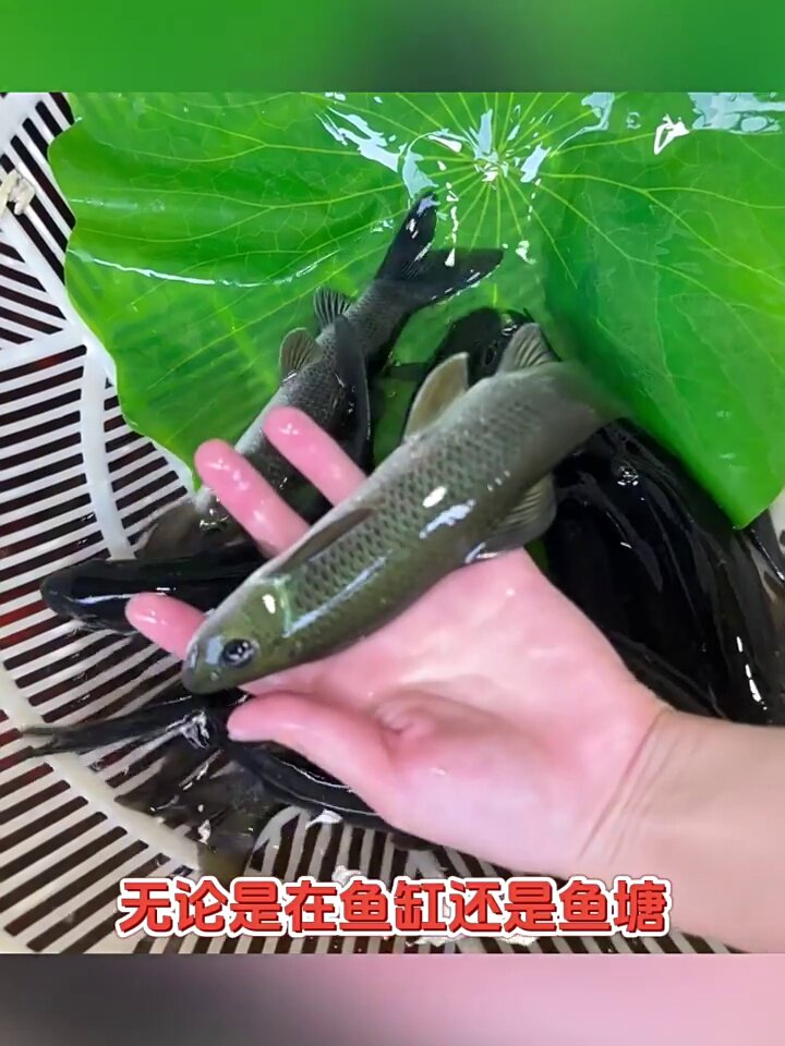 青龙棒鱼、华鲮与青衣鱼 淡水养殖的食用安全指南