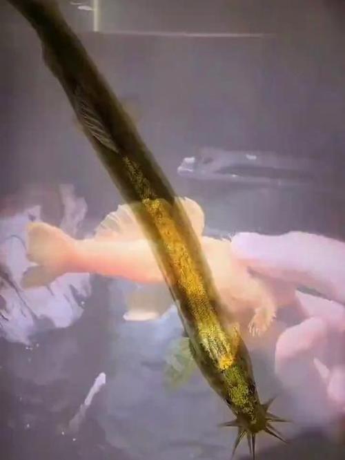 黄金泥鳅 淡水养殖中的璀璨新星