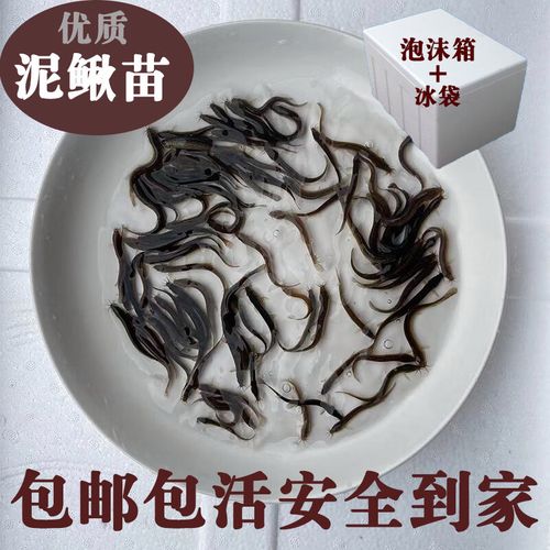 淡水养殖全攻略 从台湾泥鳅到龙鱼饲料，一篇文章搞定